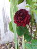 Christian Tetedoie ® rose photo