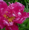 Adolphe Rousseau peony photo