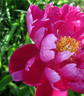 Adolphe Rousseau peony photo