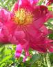 Adolphe Rousseau peony photo
