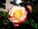 Pierre Tchernia rose photo