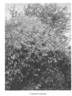 <i>C. nutans</i> Royle Synonym clematis photo