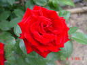 Aïda rose photo