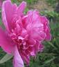 American Beauty peony photo