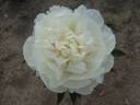 Avalanche peony photo