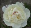 Avalanche peony photo