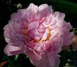 Aza Gray peony photo