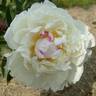 Boule de Neige peony photo