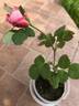 DPG-2016-11-1_S2 rose photo