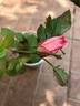 DPG-2016-11-1_S2 rose photo