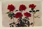 Rhea Reid rose photo