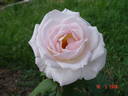 Renaissance rose photo