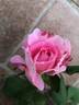 DPG-2016-11-1_S2 rose photo