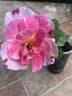 DPG-2016-11-1_S2 rose photo