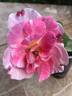 DPG-2016-11-1_S2 rose photo