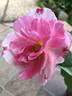 DPG-2016-11-1_S2 rose photo