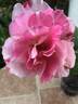 DPG-2016-11-1_S2 rose photo