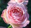 Morpheus rose photo