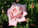 Utro Moskvy rose photo