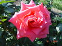 Fragrance rose photo