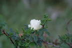 Gizi's Rose rose photo