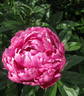 Jadwiga peony photo