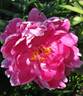 Jadwiga peony photo
