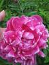 Jadwiga peony photo