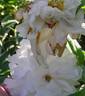 La Rosière peony photo