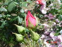 Capistrano rose photo