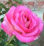 Big Momma rose photo