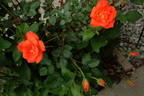 Warm Welcome rose photo