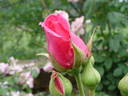 Capistrano rose photo