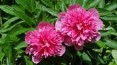 Rosea Plena peony photo
