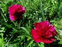 Rubra plena peony photo
