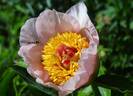 Dearest peony photo