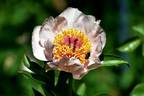 Dearest peony photo