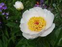 Requiem peony photo