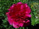 Rubra plena peony photo