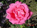 Capistrano rose photo