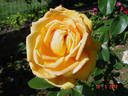 Bronze Masterpiece rose photo