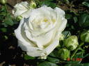 Avalanche+ rose photo