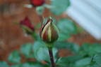 Obsession™ rose photo