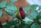 Obsession™ rose photo