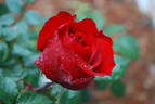 Obsession™ rose photo