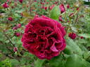 Cecilio Rodriguez rose photo
