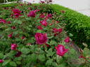 Cecilio Rodriguez rose photo