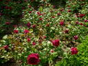 Cecilio Rodriguez rose photo