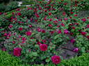 Cecilio Rodriguez rose photo