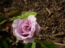 Danubio Azul rose photo